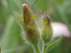 Convolvulus betonicifolius