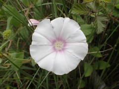 Convolvulus betonicifolius
