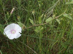 Convolvulus betonicifolius