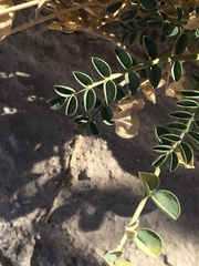 Astragalus crotalariae