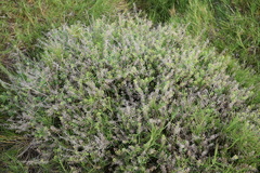 Lepidium hyssopifolium