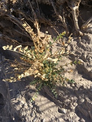 Astragalus crotalariae