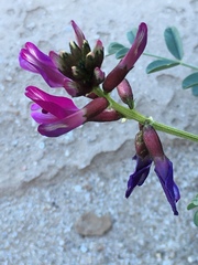 Astragalus crotalariae