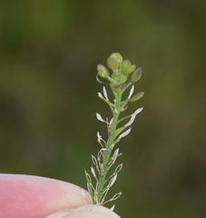 Lepidium hyssopifolium
