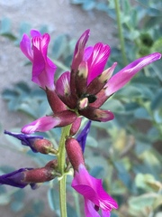 Astragalus crotalariae