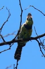 Trachyphonus vaillantii vaillantii