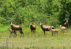 Damaliscus pygargus phillipsi