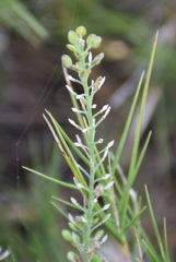 Lepidium hyssopifolium