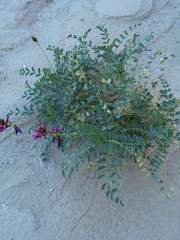 Astragalus crotalariae