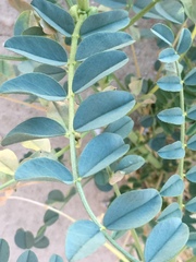 Astragalus crotalariae