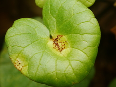 Uromyces ficariae