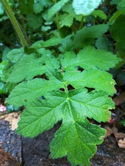 Heracleum sphondylium
