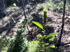 Malvastrum americanum