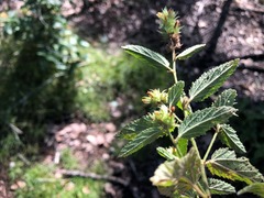 Malvastrum americanum