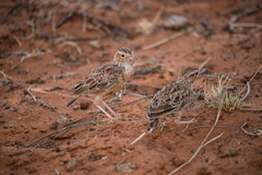 Chersomanes albofasciata
