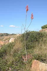 Aloe pretoriensis