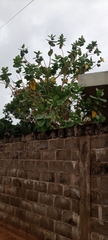Calotropis procera