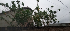Calotropis procera