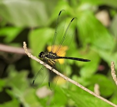 Agrionoptera longitudinalis biserialis