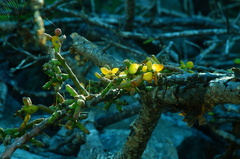 Pereskiopsis kellermanii