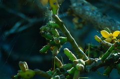 Pereskiopsis kellermanii