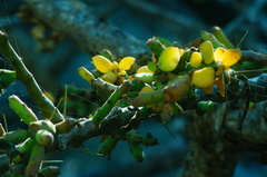 Pereskiopsis kellermanii