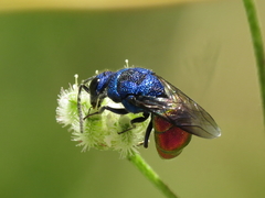 Chrysis cerastes