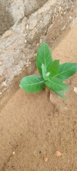 Calotropis procera image