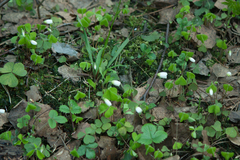 Oxalis acetosella
