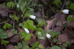 Oxalis acetosella
