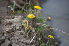 Tussilago farfara