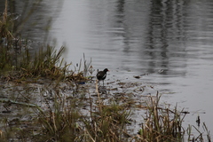 Gallinula chloropus