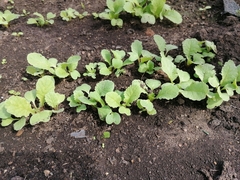 Raphanus sativus caudatus