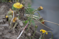 Tussilago farfara