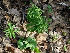 Ranunculus cassubicus