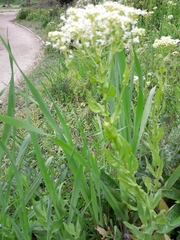 Lepidium draba