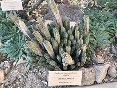 Euphorbia jansenvillensis