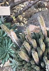 Euphorbia jansenvillensis