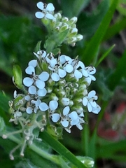 Lepidium heterophyllum