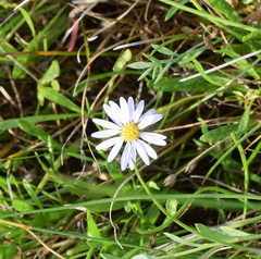 Brachyscome graminea