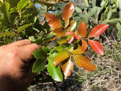 Alectryon subdentatus