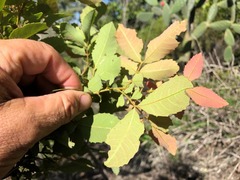 Alectryon subdentatus