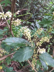 Itea