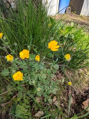 Ranunculus lanuginosus