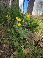Ranunculus lanuginosus