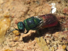 Chrysis cerastes