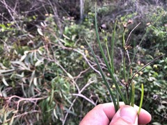 Scleria mackaviensis