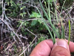 Scleria mackaviensis