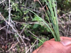 Scleria mackaviensis