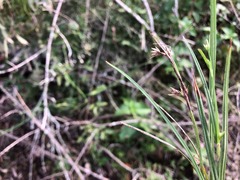 Scleria mackaviensis